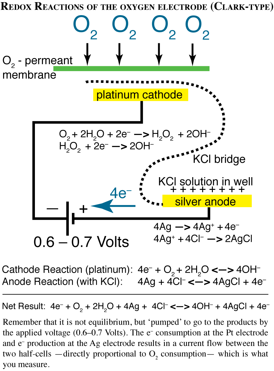 redox reactions in a Clark electrode