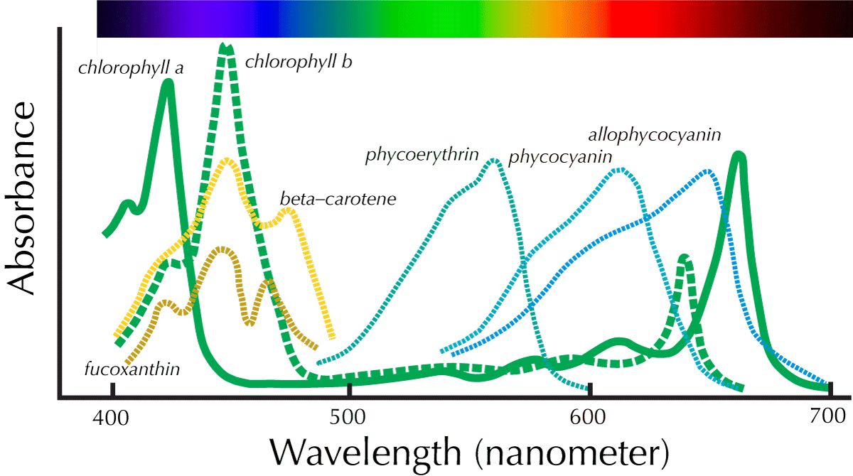 examples of absorption spectra of photosynthetically active pigments