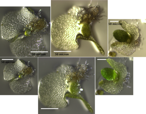 Day Twenty-One sporophyte (babies) developing