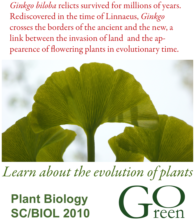 Ginkgo leaves in an advocacy poster for the Plant Biology course