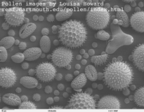 SEM image of mixed pollen by Louisa Howard at Dartmouth Electron Microscope Facility