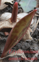 Erythronium poking up through a leaf