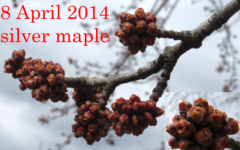maple flowers breaking bud in 2014
