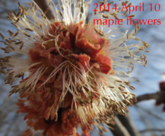 maple flowers in full bloom in 2014