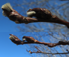 Populus buds emerging in 2015
