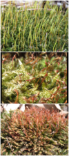 Moss sporophytes