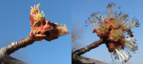 Maple flowers: female and male