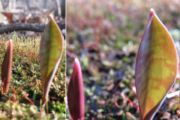 Emerging trout lily