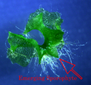 Emerging sporophyte leaves of the Ceratopteris fern