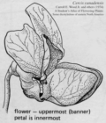 Cercis (redbud) illustration from Woods's Student Atlas of Flowering Plants (1974)