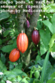 Cacao pods at various stages of ripening --photo by medicaster