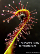 A sundew plant capturing a fly with the caption: The plant's reply to vegetarians