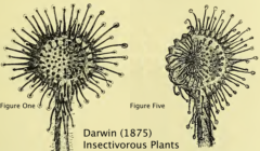 Drosera illustrations from Darwin's Insectivorous Plants (1875)
