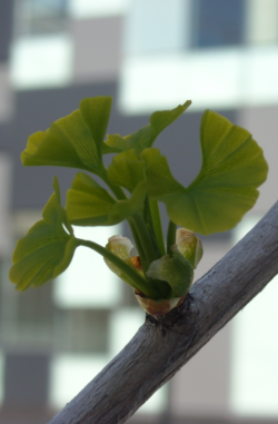 Ginkgo Tree Breaking Bud