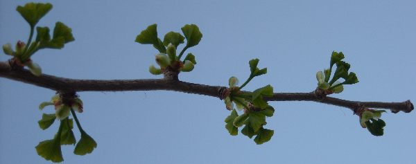 Bud Break