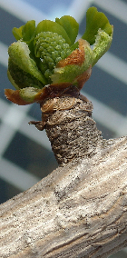 Male Flower