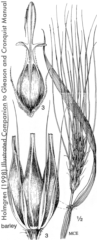 Barley (Hordeum_vulgare) illustration from Holmgren (1998) Illustrated Companion to Gleason and Cronquist Manual