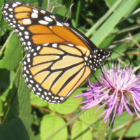 Monarch butterfly pollinating a knapweed flower at Hullet Marsh