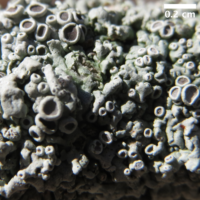 lichen with spore-releasing ascomata