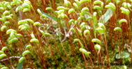 moss sporophytes