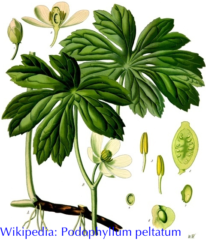 Mayapple from Kohler's Medicinal Plants