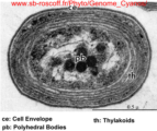 electron transmission micrograph of Cyanobacteria