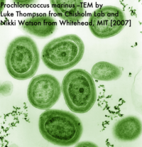 TEM image of Prochlorococcus --pseudocolor