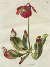 Pitcher plant (Sarracenia purpurea) illustration from 1809 Garden Magazine