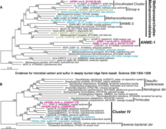 Chemotroph_Phylogeny