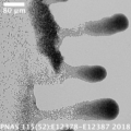 Synechococcus elongatus growing in a multicellular aggregate towards the light PNAS.10.1073/pnas.1812871115