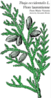 Thuja occidentalis bract drawn by Alexandre Bluoin for Flore laurentienne --Frere Marie-Victorin