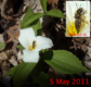 Trillium pollinator