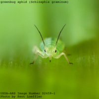 aphid illustration (greenbug aphid feeding on a leaf)