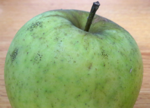 Apple from a local orchard in Heartland Ontario --variety unknown