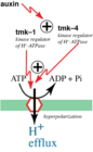 A model for auxin activation of the proton ATPase via EMK1 and EMK4 transmembrane kinases