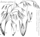 botanical illustration of oat (Avena_sativa) from Holmgren's illustrated
	companion to the Gleason and Cronquist manual (1998).