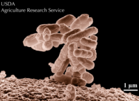 Escherichia coli, SEM from the USDA-ARS