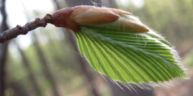 Leaf fully formed extending from beech bud on 6 May 2015