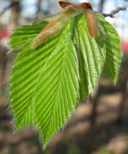 Multiple leaves are fully formed 7 May 2015