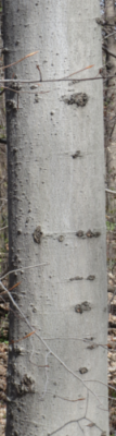 A beech trunk in the forest