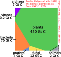 Biomass distribution by major biological grouping