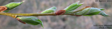 images of black willow stipule and leaf unfolding --10 April 2021