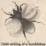 Bumblebee (Bombus) illustration from 1646 etching
