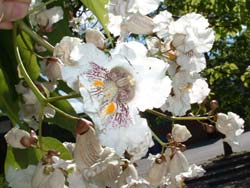 Catalpa Flowers