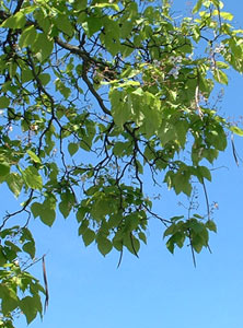 Seed pods