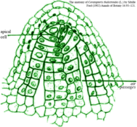Apical cell divisions in the fern Ceratopteris (Ford, Sibille, 1902)