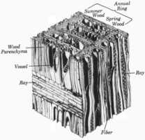 3-dimensional cross-section of wood showing growth rings