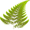 drawing of fern