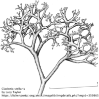 Drawing of Cladonia stellaris (reindeer moss)(by Lucy Taylor)