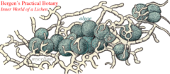 Diagram of the mycelial network enveloping the algal symbiont in a lichen